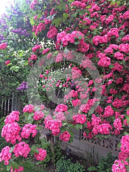 Beautiful scenic Kamloops pink flowers