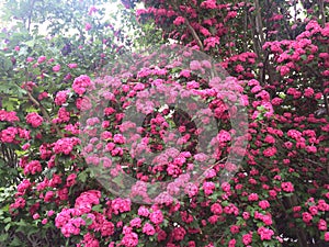 Beautiful scenic Kamloops pink flowers