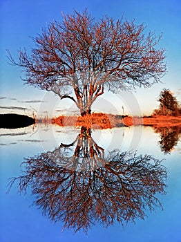 Beautiful scenic landscape of bare autumn tree by lake with reflection on water surface and blue sky. Duality in nature concept