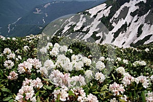 Beautiful scenic landscape of Caucasus mountans at spring with blooming rhododendron, Sochi, Krasnaya Polyana. Russia