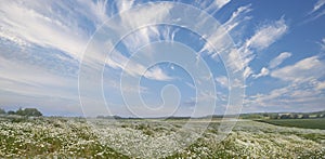 Beautiful scenic landscape view of lush green grassy meadow with white fluffy clouds in blue sky. Cloudscape of farm