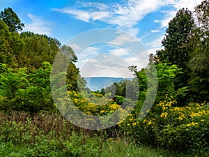 Beautiful scenic mountain vista in Ohiopyle, PA nestled in the Laurel Highlands with blue cloud filled skies and wildflowers and photo