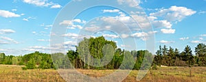 Beautiful scenic natural birch grove forest against clear blue sky landscape outdoors. Wild woodland nature background