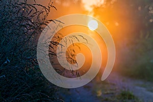 Scenic sunrise in forest and grass with dew