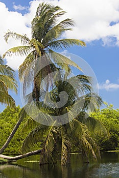 Beautiful scenic palm tree at Grand Cayman Islands
