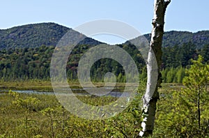 Beautiful scenic view of the adirondack mountains with birch