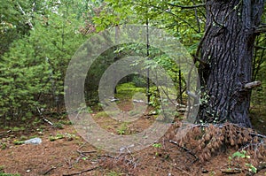 Beautiful scenic view inside boreal forest on hardy road wilmington new york