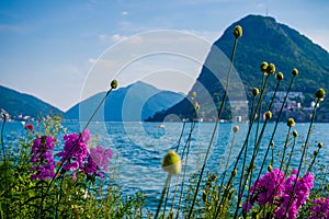 Beautiful scenic view of Lake Lugano and Monte Bre mountain visible through the flowers on the shore.