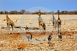 Beautiful scenic view of lots of animals onthe Etosha Plains, Namibia photo