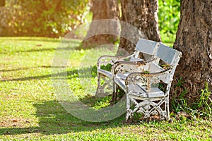 Beautiful scenic view of morning sunlight in public park with pine tree and green grass field. Summer nature background texture