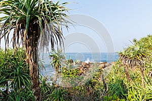 beautiful scenic view of palm trees om coastline and blue sky, sri