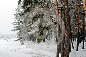 Beautiful scenic view of pine forest with trees covered with snow