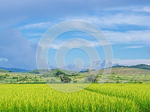 Beautiful scenic view of rice fields with sky and mountain background. The agricultural field. Space for text. Concept of nature