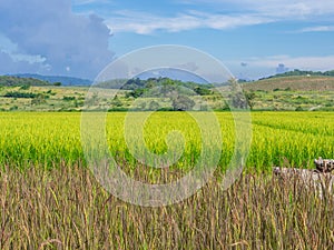 Beautiful scenic view of rice fields with sky and mountain background. The agricultural field. Space for text. Concept of nature