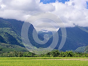 Beautiful scenic view of rice fields with sky and mountain background. The agricultural field. Space for text. Concept of nature