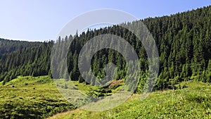 Beautiful scenic view of tall pine trees on green hills in sunshine