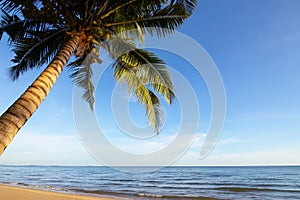 Beautiful scenic view of tropical beach with palm or coconut tree showing texture of its leaves, blue sky, sea wave shows paradise