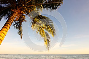 Beautiful scenic view of tropical beach with palm or coconut tree showing texture of its leaves, blue sky, sea wave shows paradise