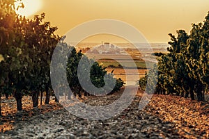 Beautiful scenic vineyard with sunset sky. Vineyard landscape in wine land country of Spain, Toro Wine Region