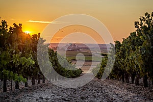 Beautiful scenic vineyard with sunset sky. Vineyard landscape in wine land country of Spain, Toro Wine Region
