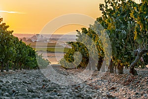 Beautiful scenic vineyard with sunset sky. Vineyard landscape in wine land country of Spain, Toro Wine Region