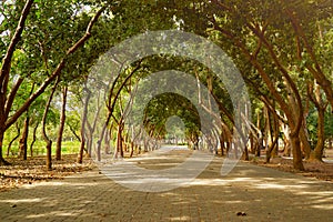 Beautiful scenic walkway of Yizai park around with a trees in Tainan city
