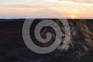 Beautiful Scenic Wetland Sunrise With Lion Silhouette