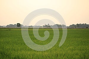 Beautiful scenics of green rice field in rural.