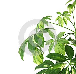 Beautiful schefflera plant on white. Home decor