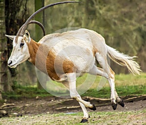 Beautiful Scimitar-horned oryx antelope running