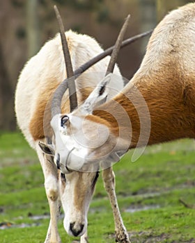 Beautiful Scimitar-horned oryx antelopes