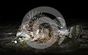 Beautiful scorpion fish caught at night