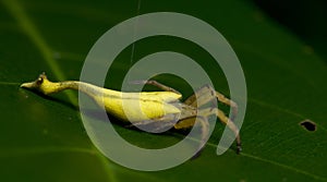 Beautiful Scorpion-tailed Spider on green leaf, Jumping Spider in Thailand