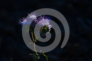 A beautiful scorpionweed Phacelia in the evening light with an almost black background