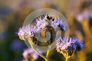 A beautiful scorpionweed Phacelia in the evening light. A bumblebee on one of the blooms