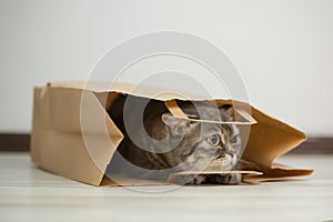 A beautiful Scottish cat looks out of a paper bag. The cat looks away warily