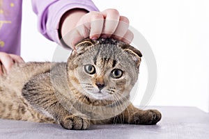 Beautiful Scottish Fold cat, in the hands of a girl on a table on a white background, portrait