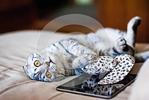 A beautiful Scottish Fold cat lies next to a toy and a web tablet. A cat is silver-colored with orange eyes.