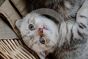 Beautiful scottish fold kitten plays in a basket