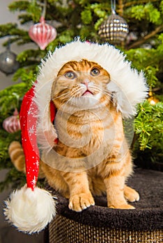 Beautiful Scottish Fold red cat in santa hat near Christmas tree