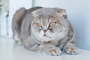 Beautiful scottish fold silver tabby portrait