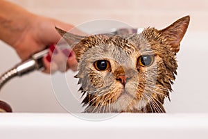 Beautiful Scottish tabby cat takes a shower. Funny face of a wet cat. Hostess washes her favorite pet