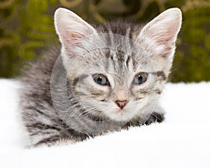 Beautiful Scottish young cat