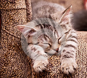 Beautiful Scottish young cat