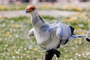 Beautiful scretary bird hunting for its prey