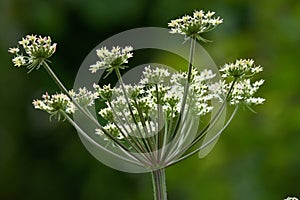 Beautiful sculptured flower stems of wild cowparsley standing out against the blurred greenery background.