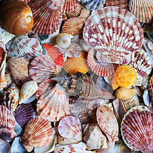 Beautiful sea background with colorful shells of different shape