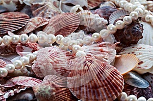 Beautiful sea background with colorful shells of different shape