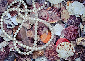 Beautiful sea background from many shells of different shapes an