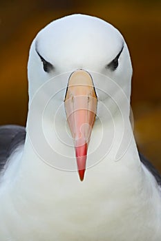 Beautiful sea bird Black-browed albratross. Deatil of albatross. Bird portrait. Albatross sitting on the cliff. Albatross from